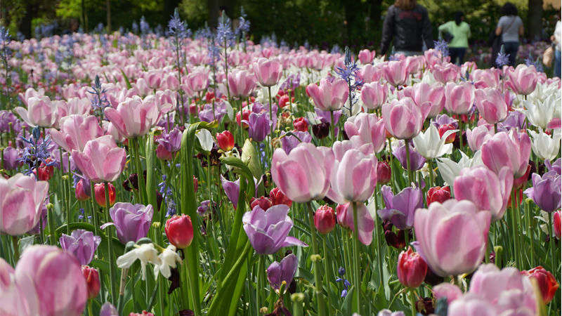 Holland